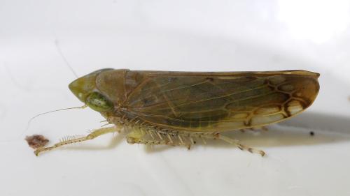 Réf. 333 558 : Synophropsis lauri